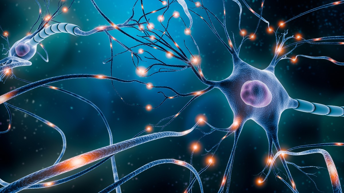 nervous system